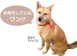 看板犬　　チャコ